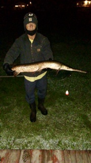 Gar Pike -off the end of our dock