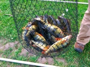 Perch.3-2