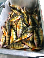 Perch