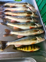 Walleye.3-1