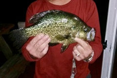 15" Crappie-off the end of our dock